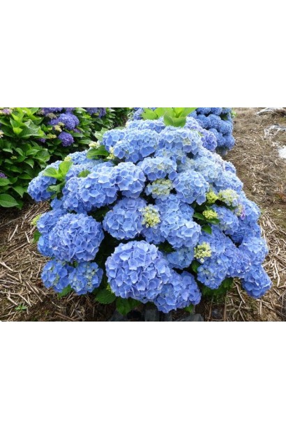 Гортензия Боденси плотный шаровидный куст